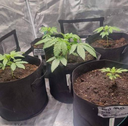 Kong'sKrush - GreenHouseSeed. Week 3