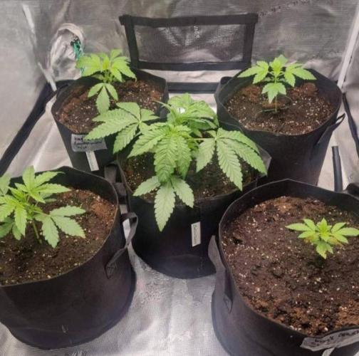 Kong'sKrush - GreenHouseSeed. Week 3