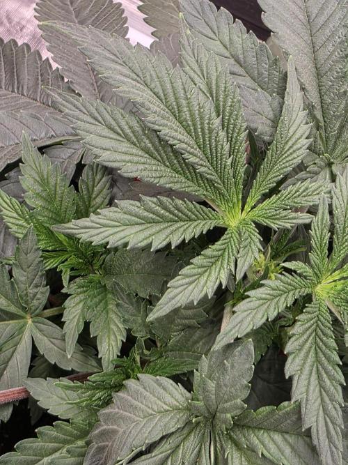 LemonCherryRuntz - FastBuds. Week 4