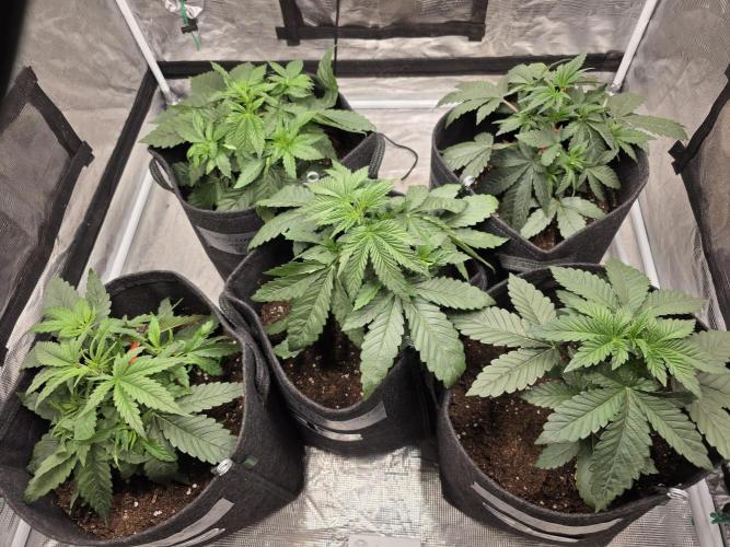 LemonCherryRuntz - FastBuds. Week 4
