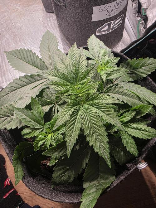 LemonCherryRuntz - FastBuds. Week 4