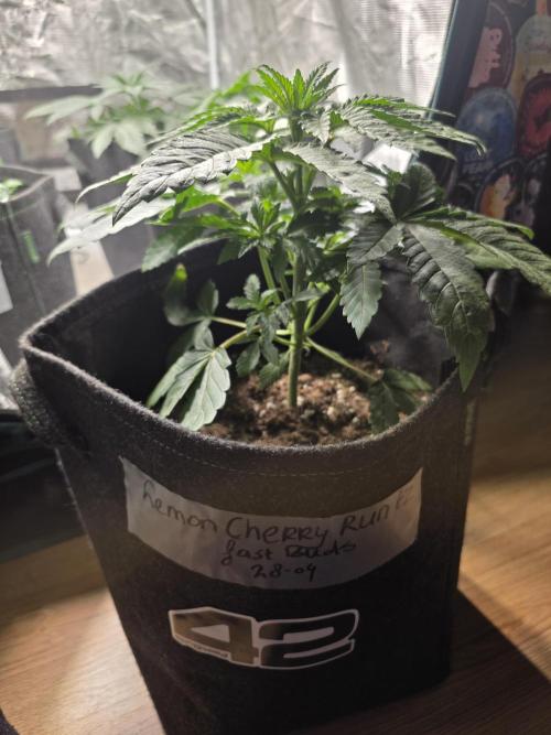 LemonCherryRuntz - FastBuds. Week 4