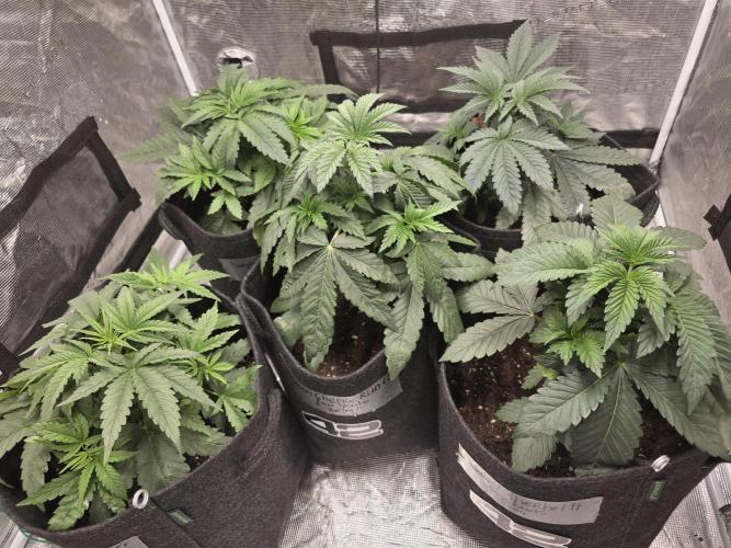 WeddingCheeseCakeFF. Week 4
