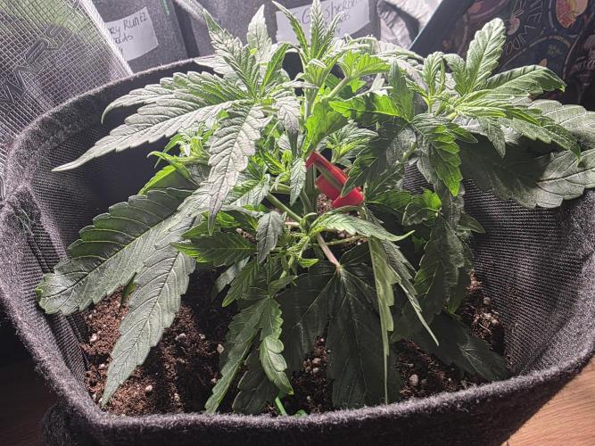 WeddingCheeseCakeFF. Week 4
