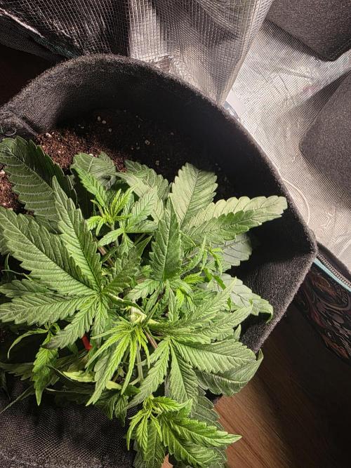 WeddingCheeseCakeFF. Week 4
