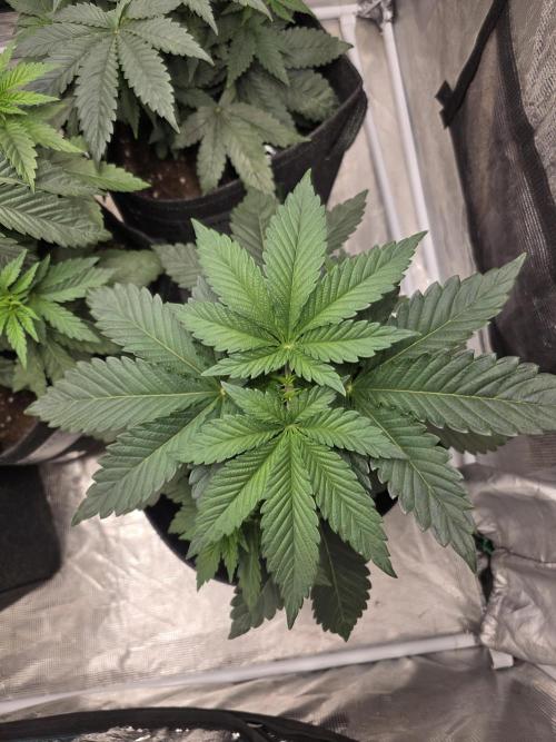GG4SherbetFF - FastBuds. Week 4