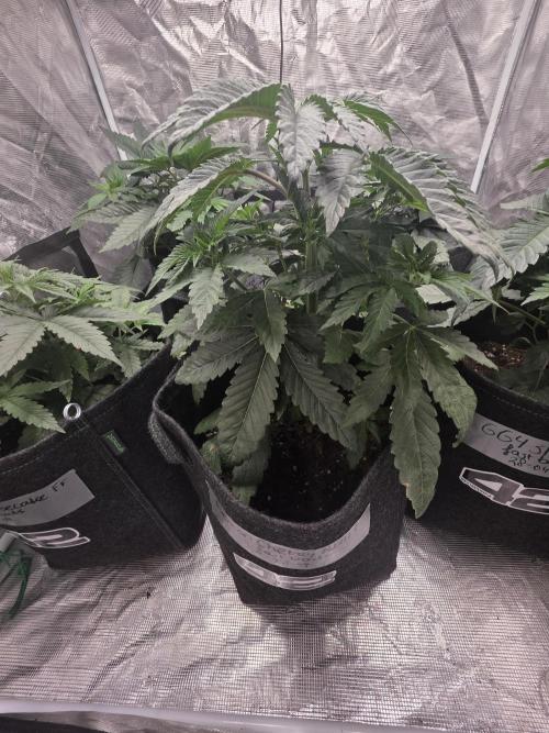 LemonCherryRuntz - FastBuds. Week 5