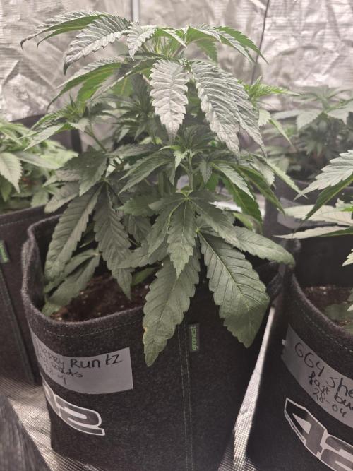 LemonCherryRuntz - FastBuds. Week 5
