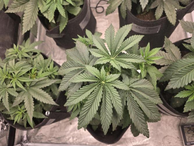 LemonCherryRuntz - FastBuds. Week 5