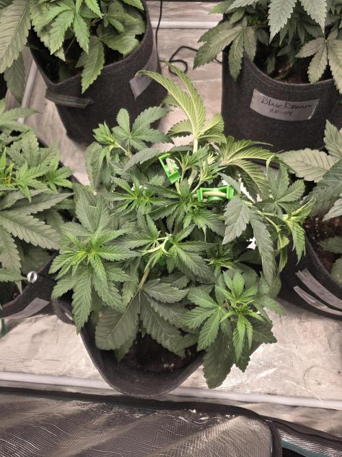 LemonCherryRuntz - FastBuds. Week 5