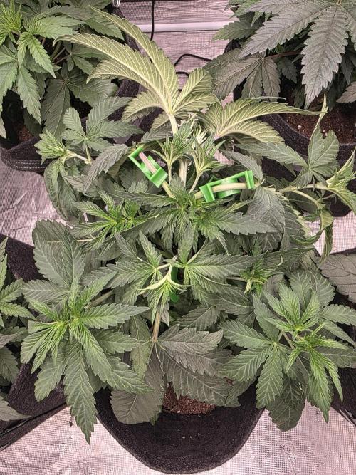 LemonCherryRuntz - FastBuds. Week 5