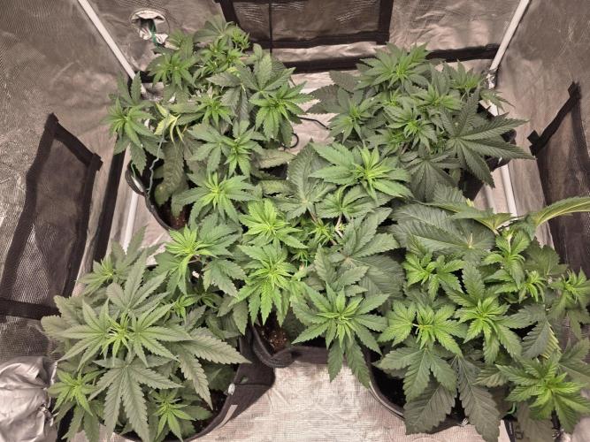LemonCherryRuntz - FastBuds. Week 5