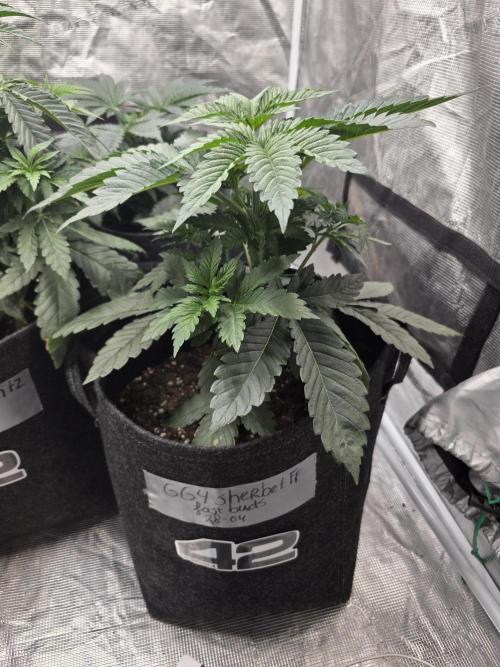 GG4SherbetFF - FastBuds. Week 5