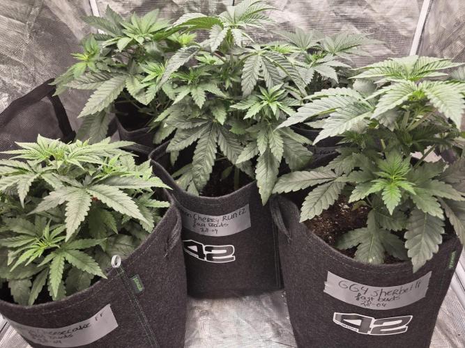 GG4SherbetFF - FastBuds. Week 5