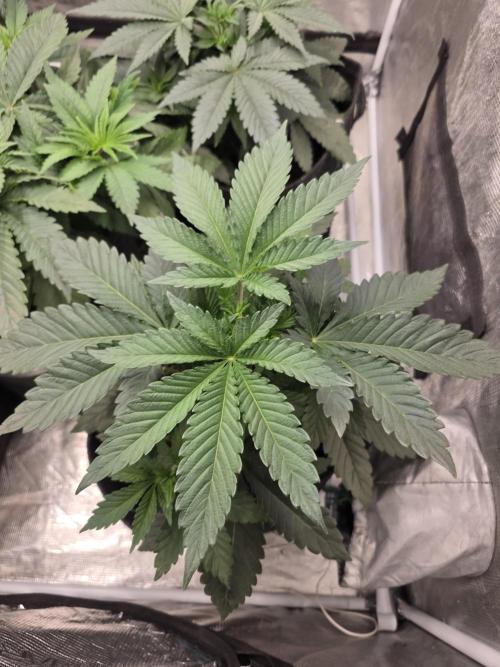 GG4SherbetFF - FastBuds. Week 5