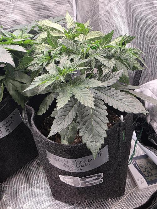 GG4SherbetFF - FastBuds. Week 5