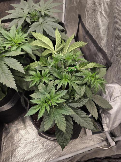 GG4SherbetFF - FastBuds. Week 5