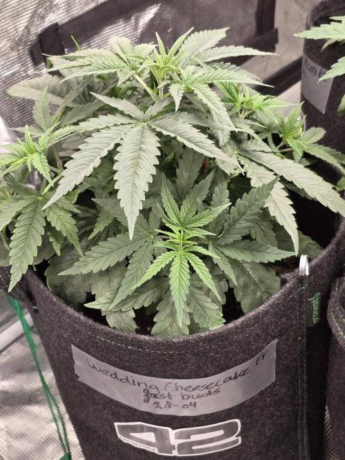 WeddingCheeseCakeFF. Week 5
