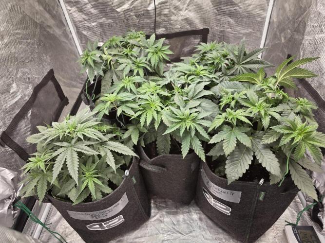 WeddingCheeseCakeFF. Week 5