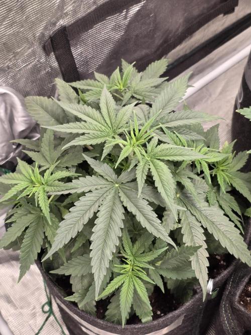 WeddingCheeseCakeFF. Week 5