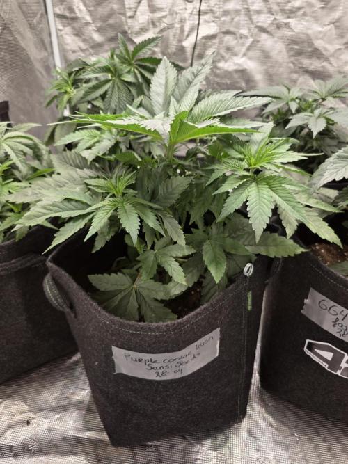 PurpleCookieKush - Sensi Seeds. Week 5