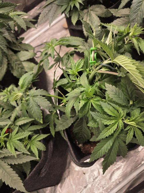 PurpleCookieKush - Sensi Seeds. Week 5