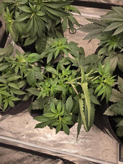 PurpleCookieKush - Sensi Seeds. Week 5