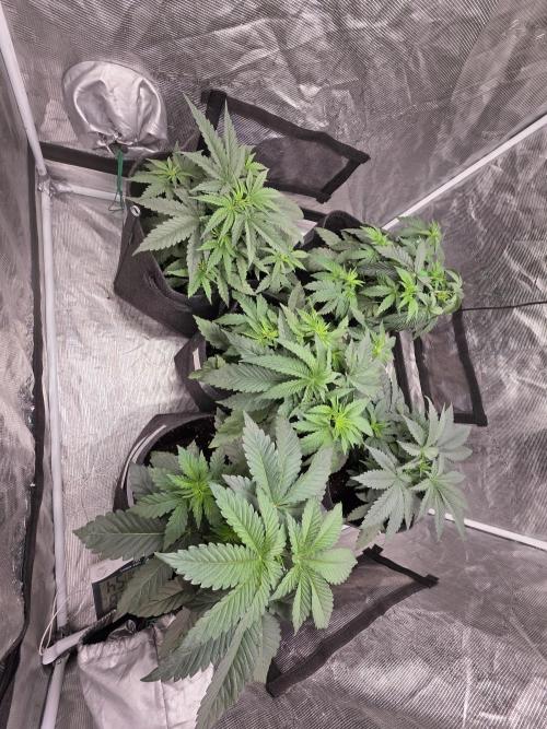 PurpleCookieKush - Sensi Seeds. Week 5
