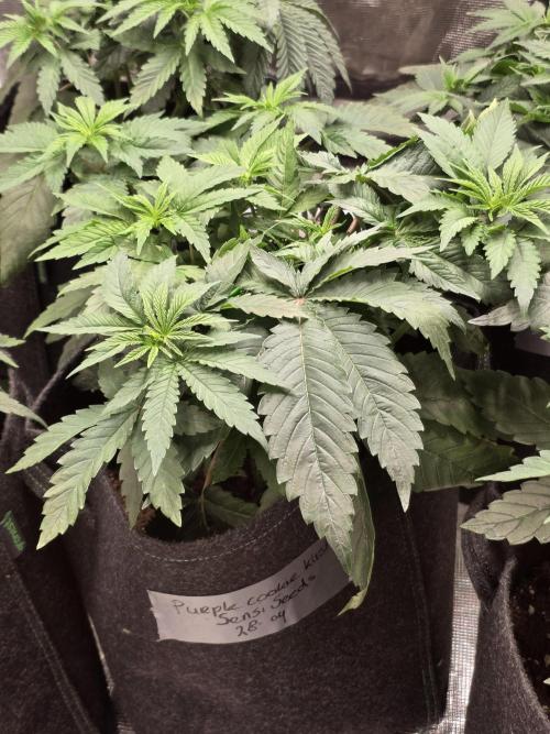 PurpleCookieKush - Sensi Seeds. Week 5