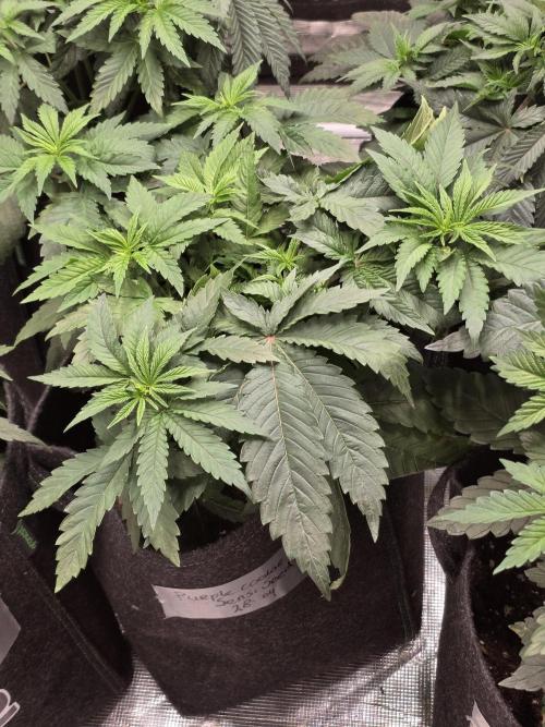 PurpleCookieKush - Sensi Seeds. Week 5