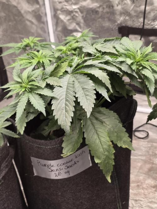PurpleCookieKush - Sensi Seeds. Week 5