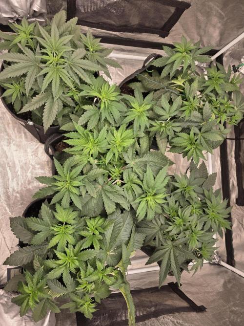 PurpleCookieKush - Sensi Seeds. Week 5