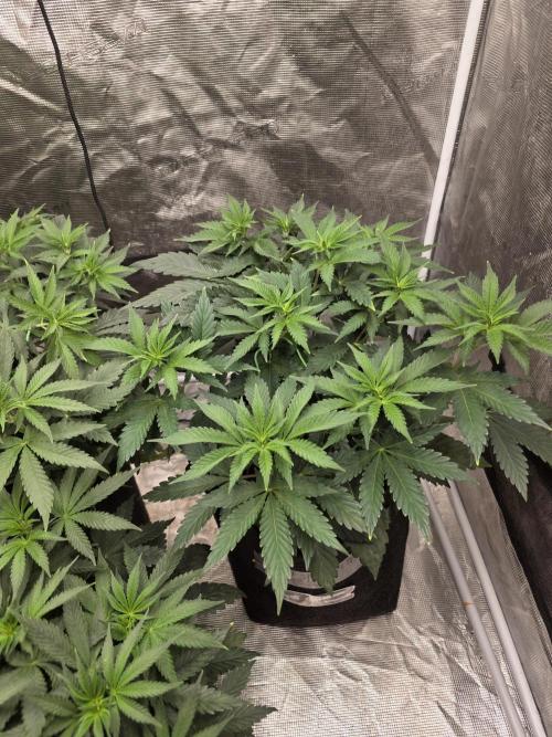 GG4SherbetFF - FastBuds. Week 6