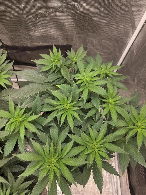 GG4SherbetFF - FastBuds. Week 6