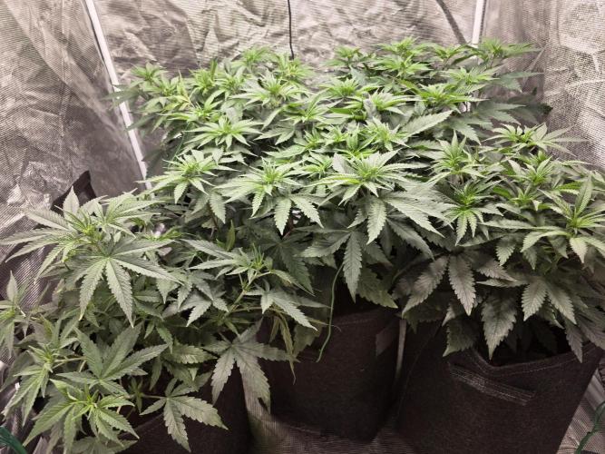 GG4SherbetFF - FastBuds. Week 6