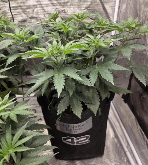 GG4SherbetFF - FastBuds. Week 6