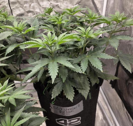 GG4SherbetFF - FastBuds. Week 6