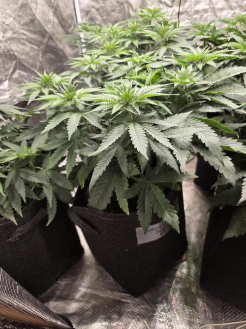 PurpleCookieKush - Sensi Seeds. Week 6