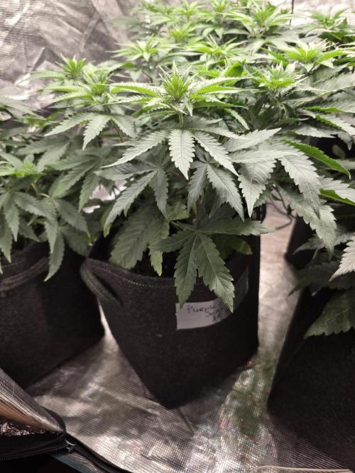 PurpleCookieKush - Sensi Seeds. Week 6