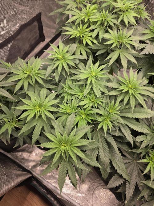 PurpleCookieKush - Sensi Seeds. Week 6