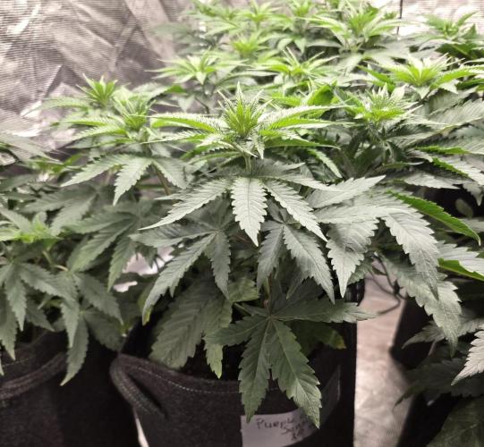 Purple Cookie Kush. Week 6