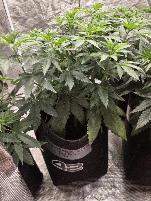 LemonCherryRuntz - FastBuds. Week 6