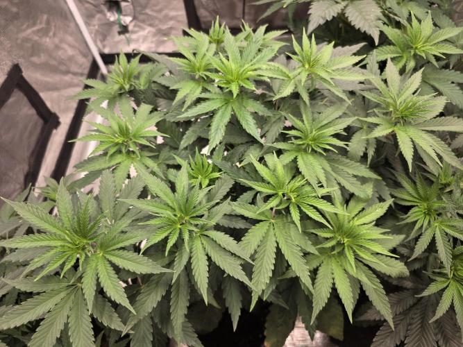 LemonCherryRuntz - FastBuds. Week 6