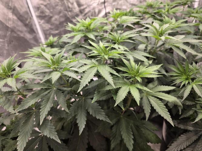 LemonCherryRuntz - FastBuds. Week 6