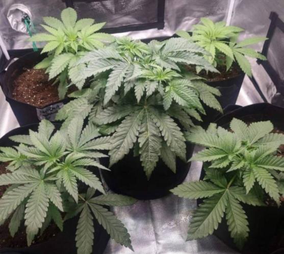 Kong'sKrush - GreenHouseSeed. Week 4