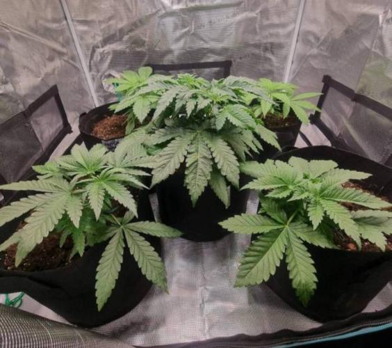 Kong'sKrush - GreenHouseSeed. Week 4