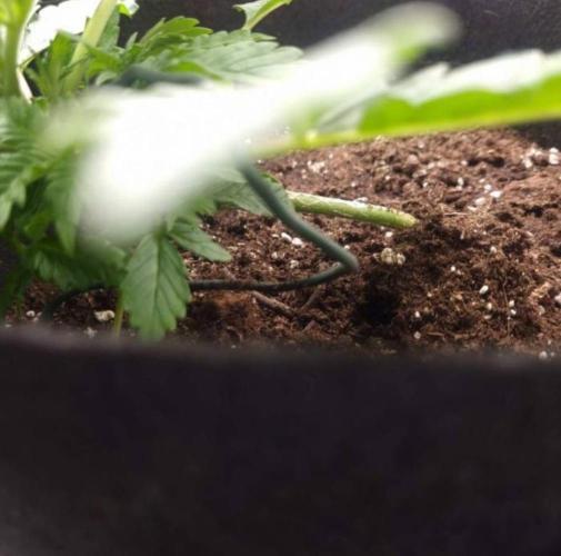Kong'sKrush - GreenHouseSeed. Week 4