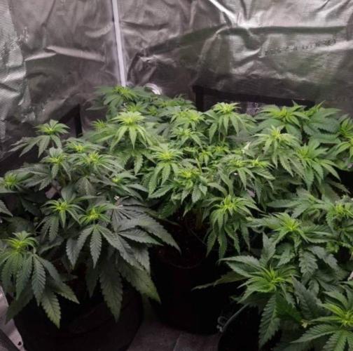 Kong'sKrush - GreenHouseSeed. Week 5