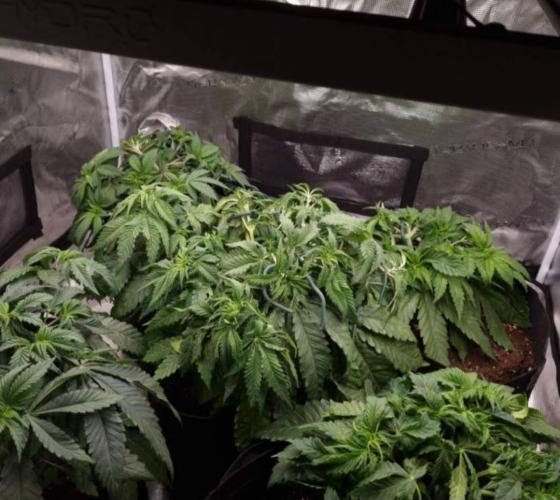 Kong'sKrush - GreenHouseSeed. Week 5