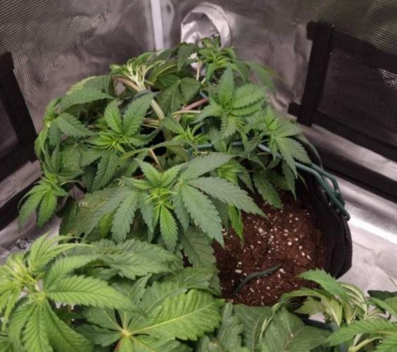 Kong'sKrush - GreenHouseSeed. Week 5